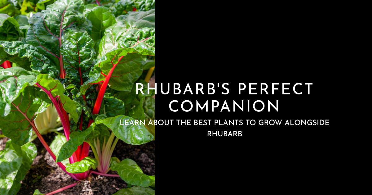 Companion Planting Rhubarb's Perfect Garden Partner