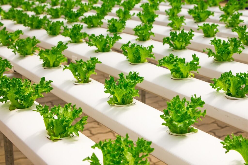 10 Best Plants to Grow Hydroponically
