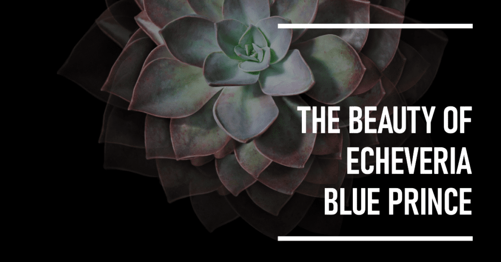 Echeveria Blue Prince A Detailed Guide for Succulent Enthusiasts